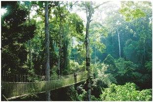 新季节雨林爆料视频完整版,完整版爆料视频深度解析  第3张