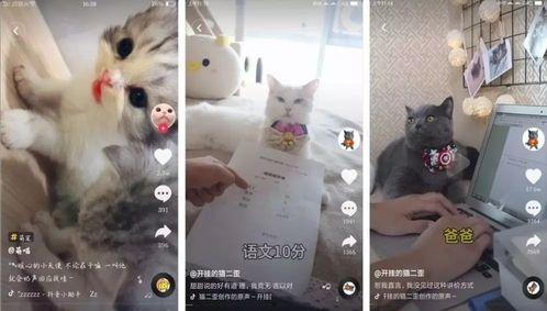 小王抖音爆料事件视频,揭秘背后真相