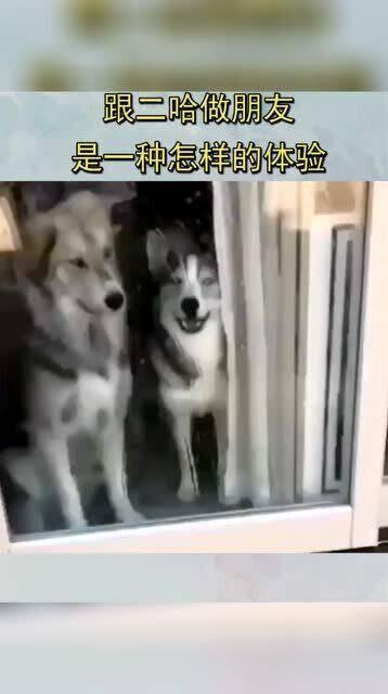 二哈视频爆料大全最新,萌宠日常，笑料横生，尽在这份欢乐集锦  第3张