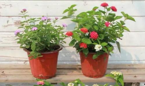 天文漫游爆料最新消息视频,宇宙奥秘一探究竟  第3张