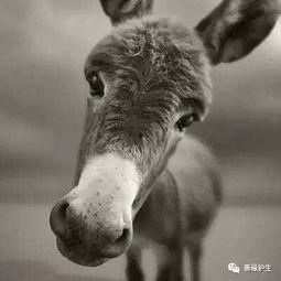 谁爆料八卦大驴的故事视频,揭秘网红背后的故事