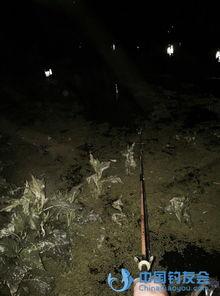 爆料钓鱼最好的方法视频,视频教你轻松掌握最佳钓鱼技巧  第3张