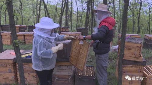 养蜂视频在线观看,跟随养蜂视频在线学习之旅