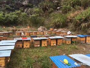 养蜂视频在线观看,跟随养蜂视频在线学习之旅  第2张