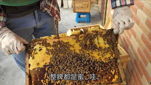 养蜂视频在线观看,跟随养蜂视频在线学习之旅  第3张