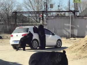 八达岭动物园最新爆料 第2张 八达岭动物园最新爆料 第2张