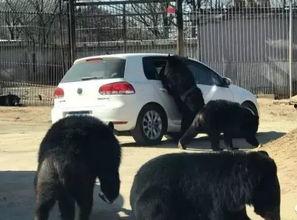 八达岭动物园最新爆料 第3张 八达岭动物园最新爆料 第3张